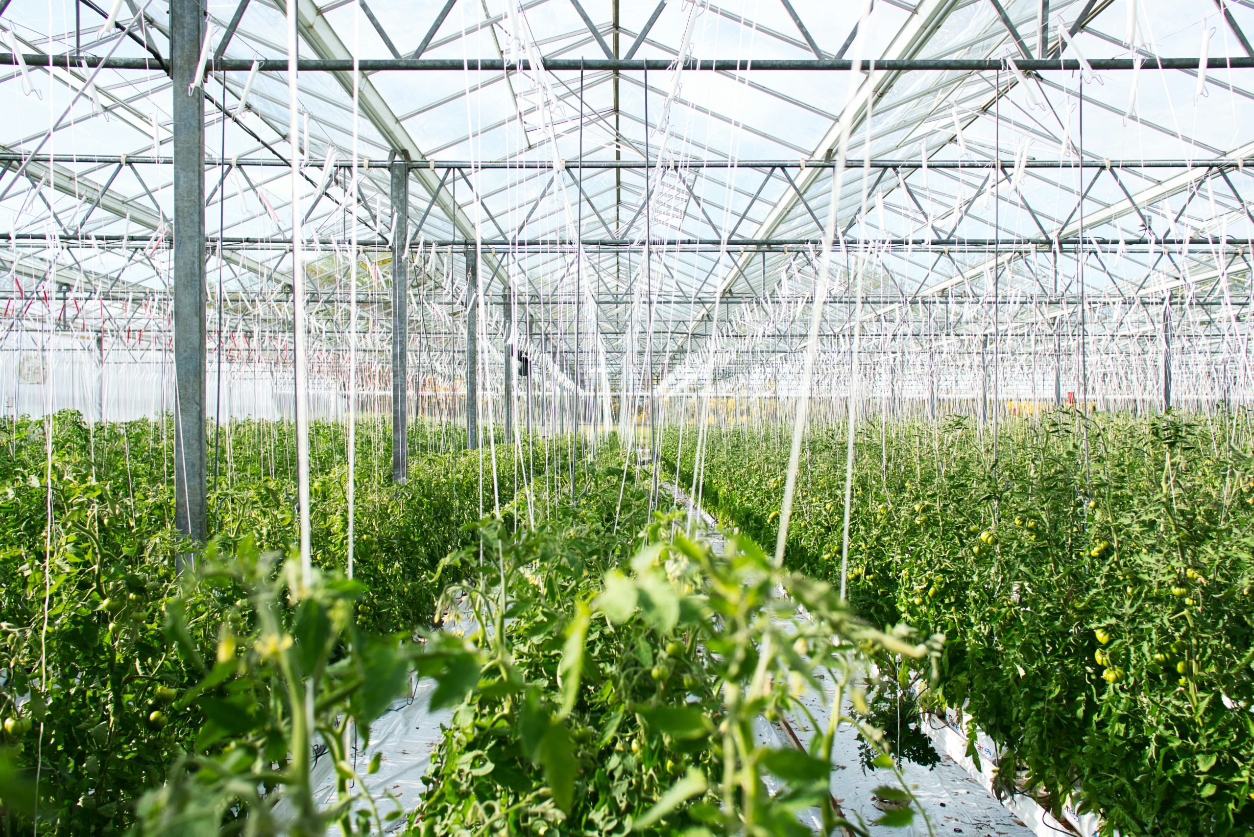 Greenhouse Hort Americas