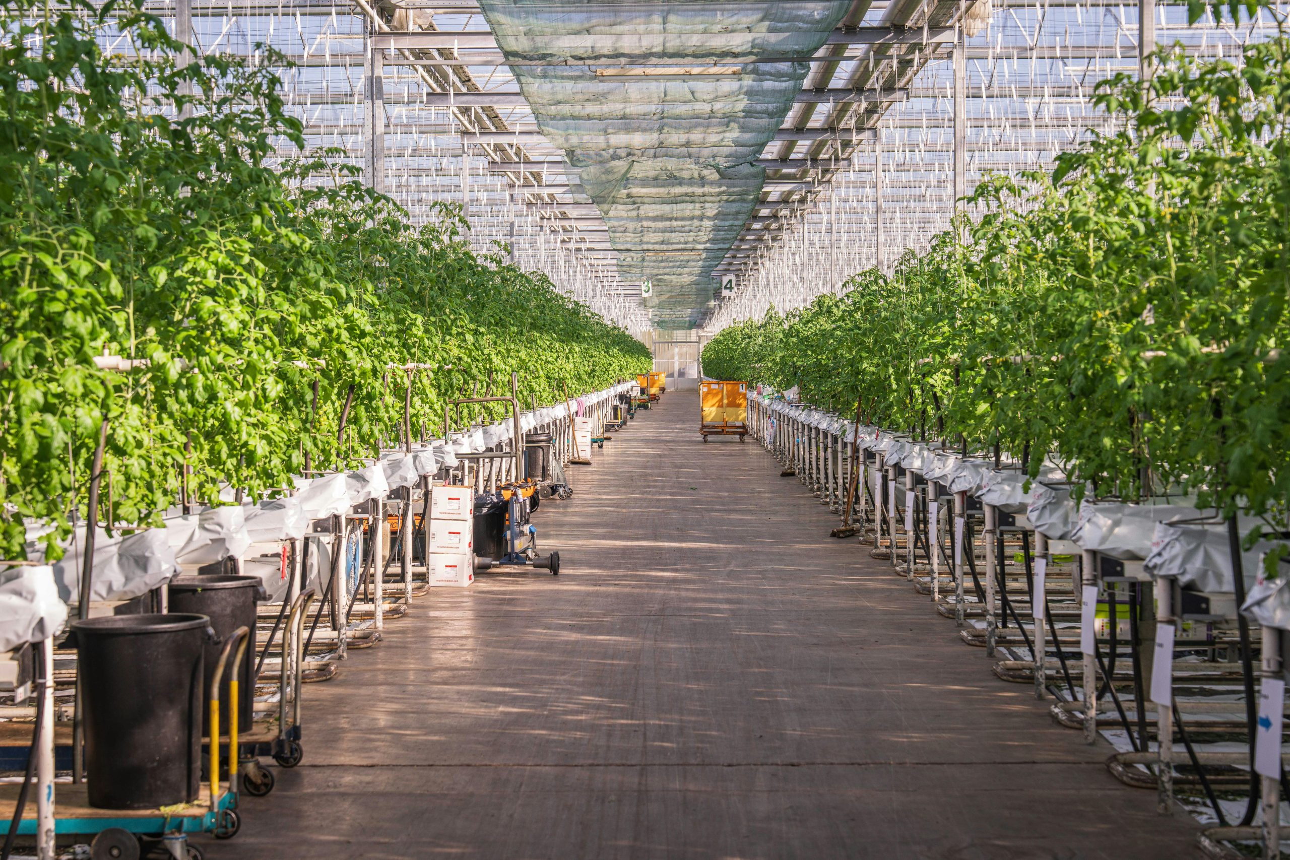 Greenhouse Cultivation — Hort Americas Canada