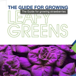 The Guide for Growing Leafy Greens
