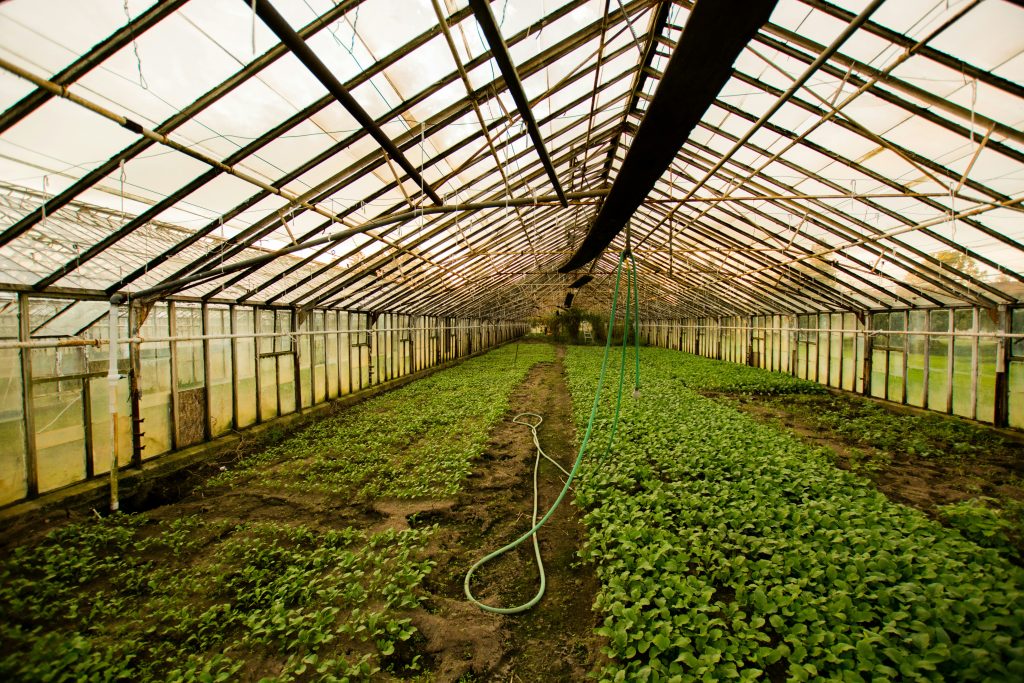 The Intelligence is in the Climate: Why 0-10V Simplicity and HDP are Revolutionizing Horticulture