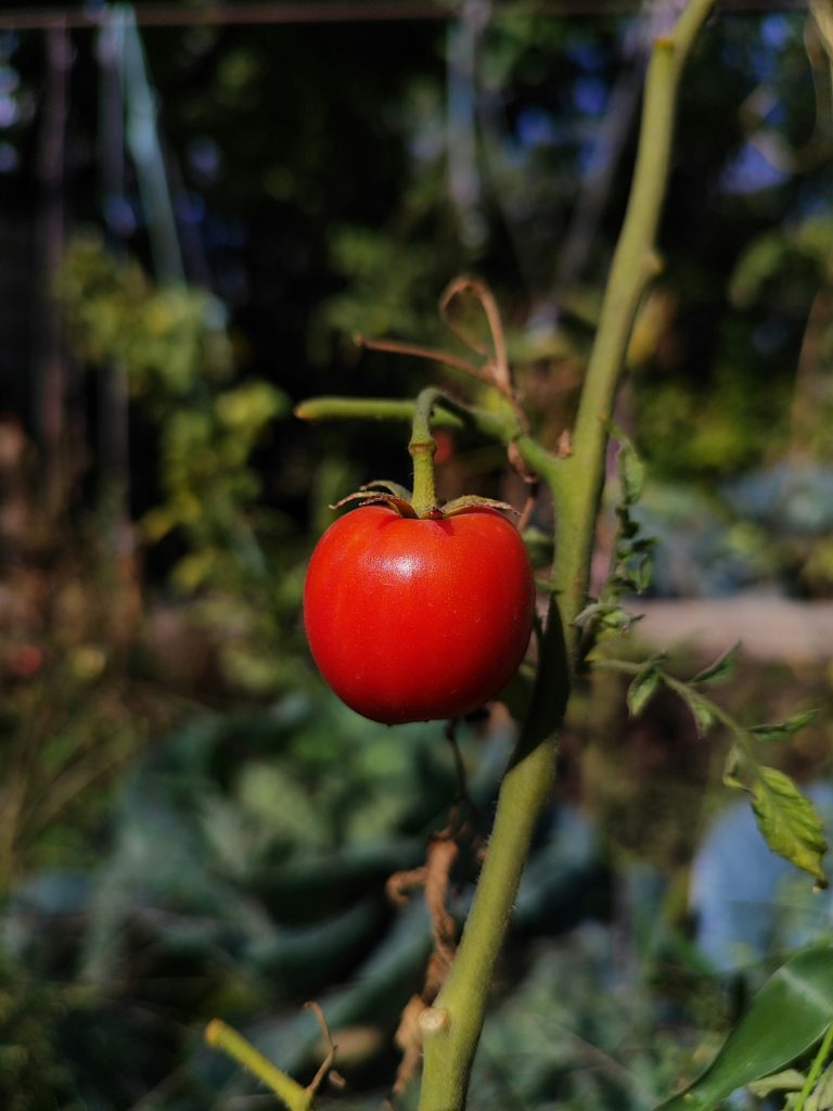 Boosting Tomato Yields by 17%: The Impact of Intracanopy LED Lighting